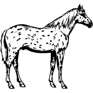 HORSE015 Thumbnail