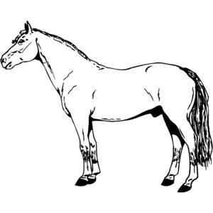 HORSE027 Thumbnail