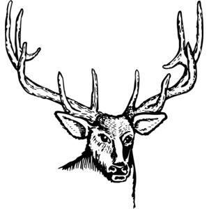 DEER007 Thumbnail