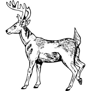 DEER019 Thumbnail