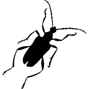 Bug Silhouette 18 Thumbnail